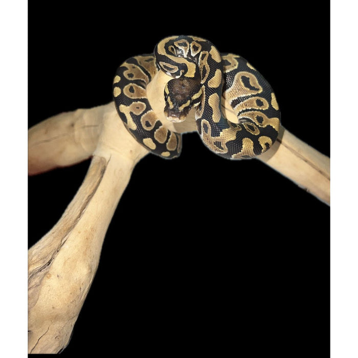 Ball Python (Normal) (Babies)
