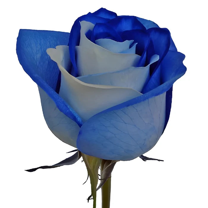 Blue and White Tinted Rainbow Roses