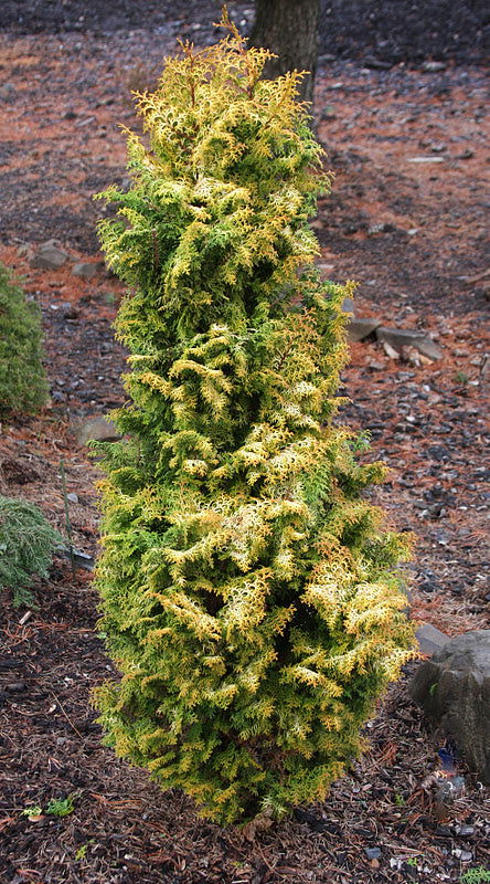 - Chamaecyparis obtusa 'Melody' Narrow Dwarf Golden Hinoki Cypress - Mr Maple │ Buy Japanese Maple Trees