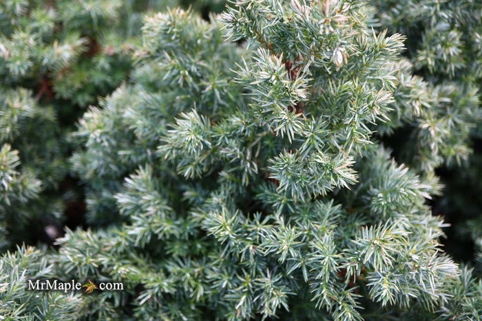 - Chamaecyparis pisifera 'Baby Blue Ice' Dwarf Sawahara Cypress - Mr Maple │ Buy Japanese Maple Trees