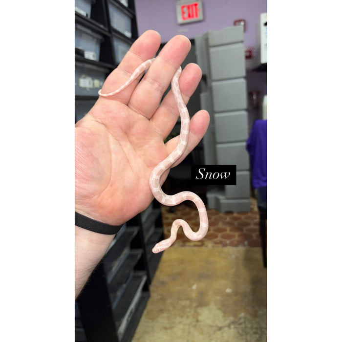 Corn Snake (Snow) (Baby)