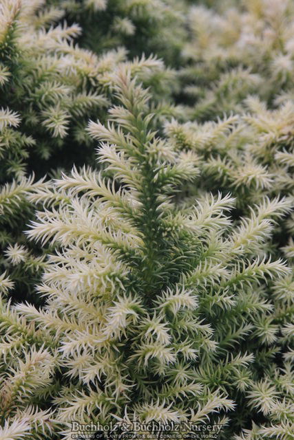 - Cryptomeria japonica 'Golden Promise' Golden Dwarf Japanese Cedar - Mr Maple │ Buy Japanese Maple Trees