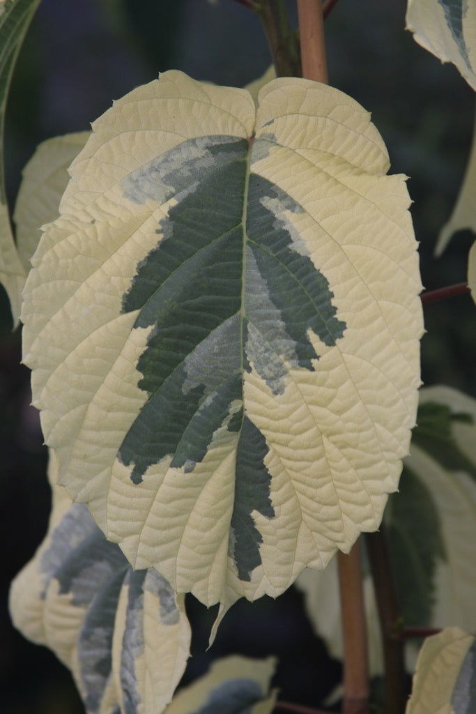 - Davidia involucrata 'Lady Sunshine' Variegated Dove Tree - Mr Maple │ Buy Japanese Maple Trees