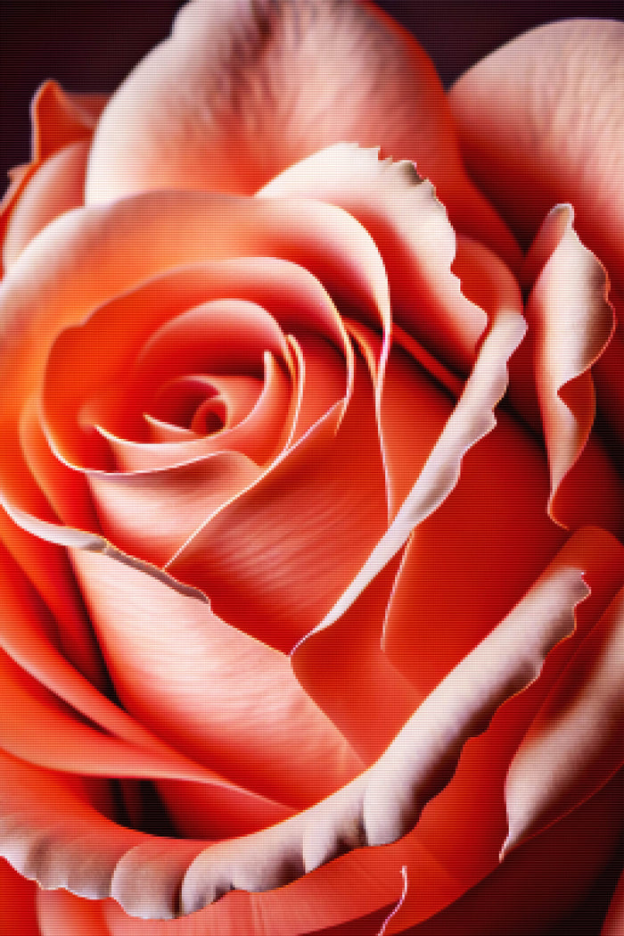 Delicate Intricate Rose