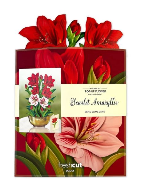 Fresh Cut Scarlet Amaryllis
