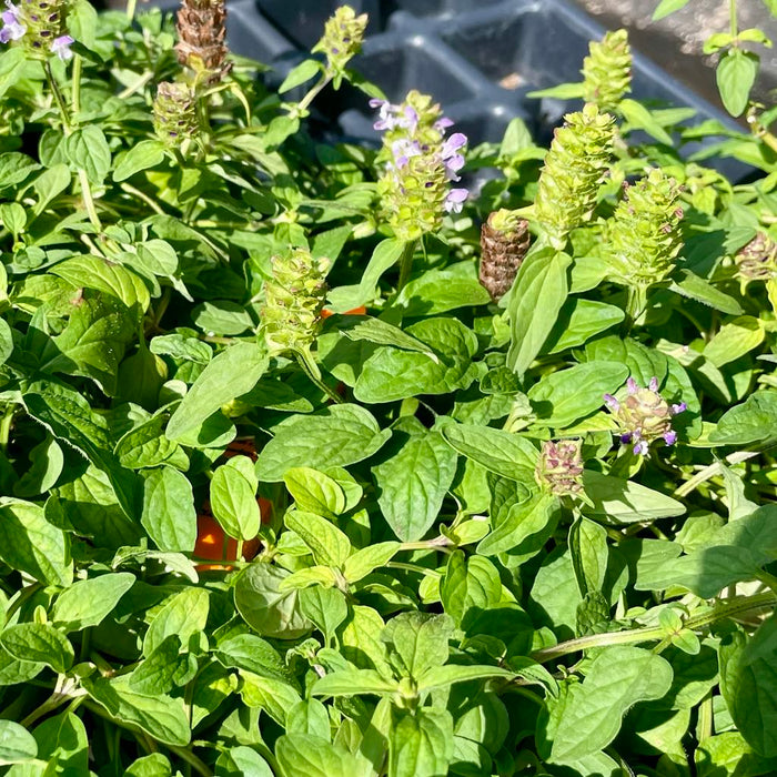 HEAL-ALL --Prunella vulgaris--