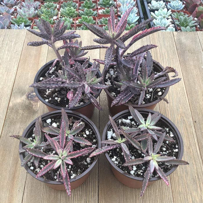 Kalanchoe 'Pink Butterflies'