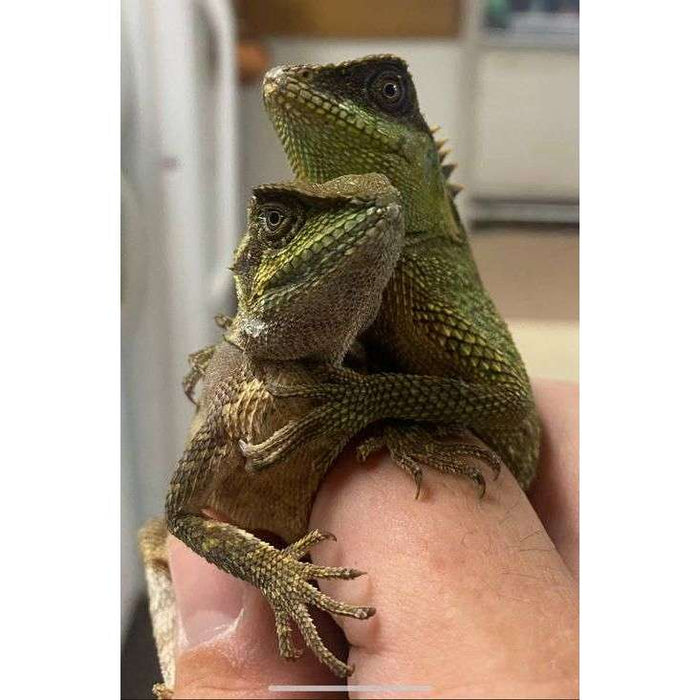 Mountain Horned Dragon (Acanthosaura sp):Jungle Bob's Reptile World