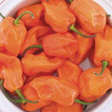 PEPPER 'Magnum Habanero'