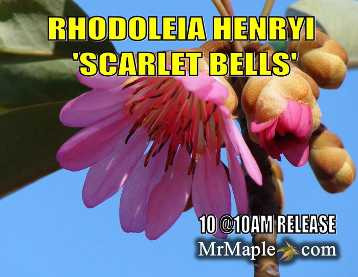- Rhodoleia henryi 'Scarlet Bells' Hardy Hong Kong Rose Tree - Mr Maple │ Buy Japanese Maple Trees