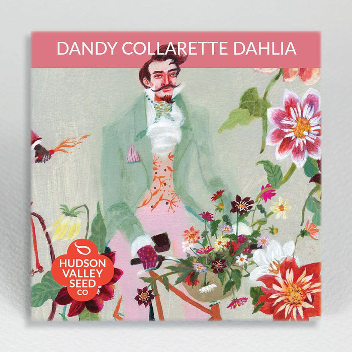 SEED PACKET DANDY COLLARETTE DAHLIA