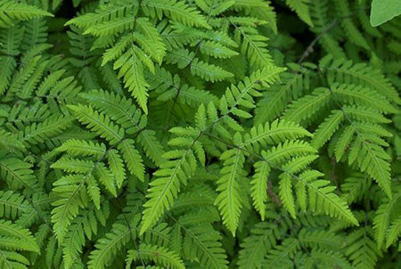 Teakwood & Fern Fragrance Oil 16980