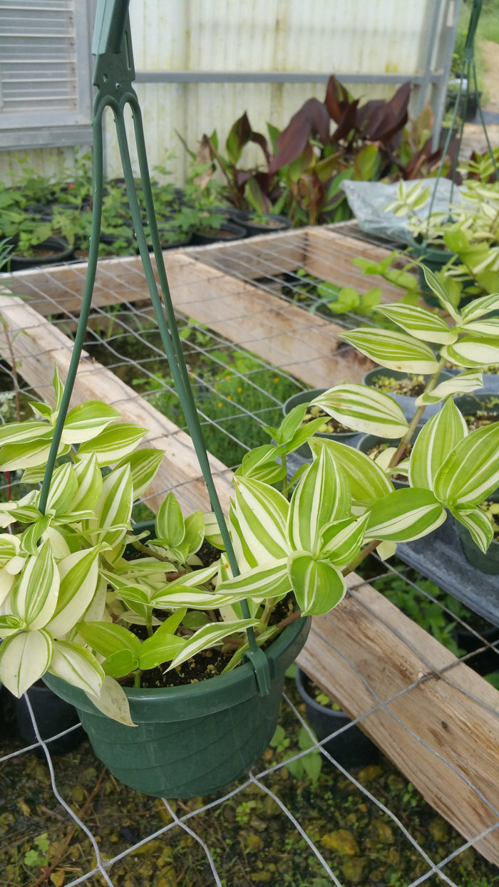 Tradescantia fluminensis 'Variegata' --Variegated Wandering Jay--
