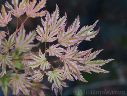 - Acer palmatum 'Alpenweiss' Variegated Japanese Maple - Mr Maple │ Buy Japanese Maple Trees