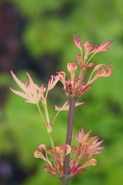 - Acer palmatum 'Alpenweiss' Variegated Japanese Maple - Mr Maple │ Buy Japanese Maple Trees