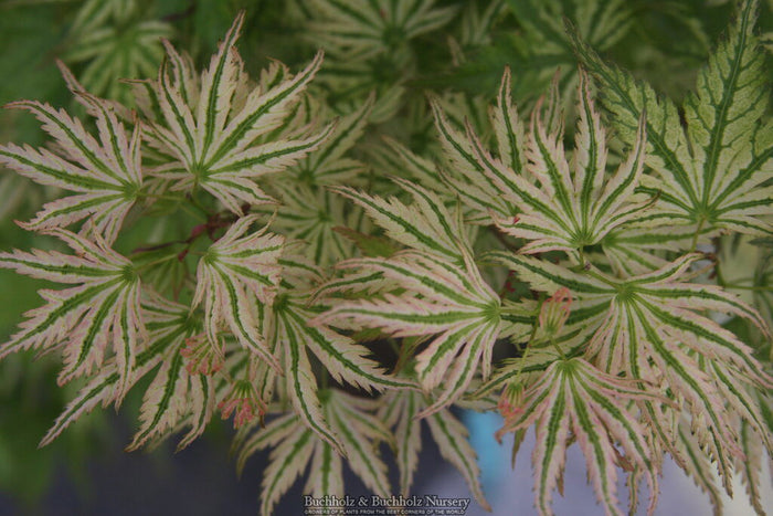 - Acer palmatum 'Alpenweiss' Variegated Japanese Maple - Mr Maple │ Buy Japanese Maple Trees