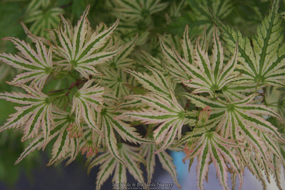 - Acer palmatum 'Alpenweiss' Variegated Japanese Maple - Mr Maple │ Buy Japanese Maple Trees