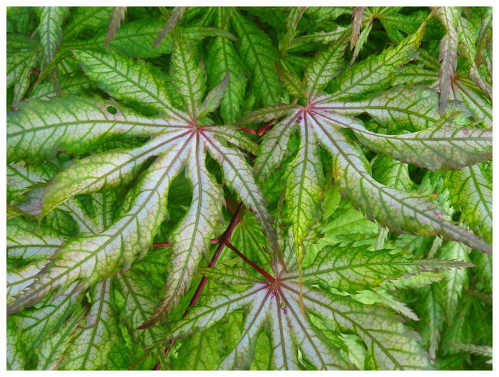 - Acer palmatum 'Blonde Beauty' Japanese Maple - Mr Maple │ Buy Japanese Maple Trees