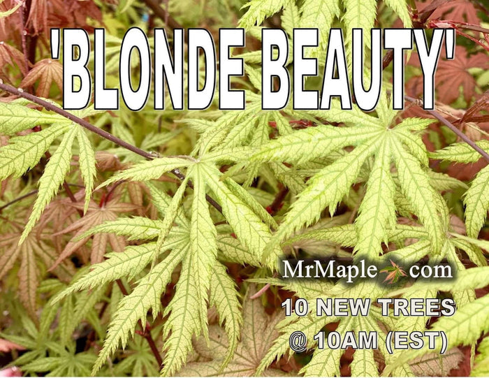 - Acer palmatum 'Blonde Beauty' Japanese Maple - Mr Maple │ Buy Japanese Maple Trees