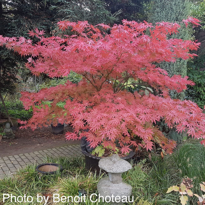- Acer palmatum 'Inazuma' Red Japanese Maple - Mr Maple │ Buy Japanese Maple Trees
