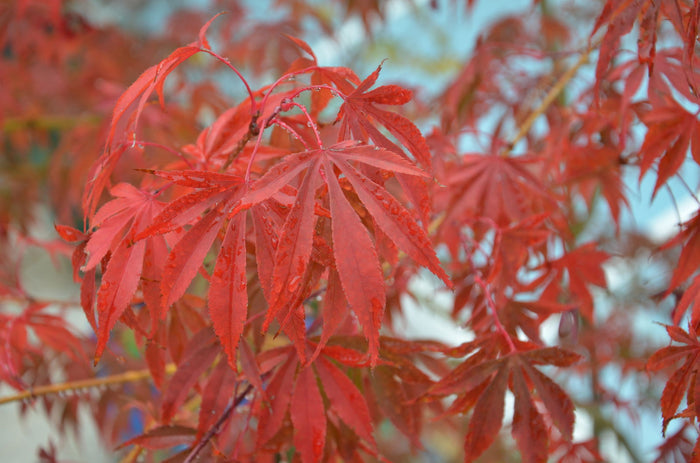 - Acer palmatum 'Inazuma' Red Japanese Maple - Mr Maple │ Buy Japanese Maple Trees