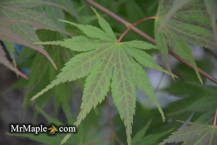 - Acer palmatum 'Inazuma' Red Japanese Maple - Mr Maple │ Buy Japanese Maple Trees