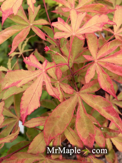 - Acer palmatum 'Kin pai' Japanese Maple - Mr Maple │ Buy Japanese Maple Trees