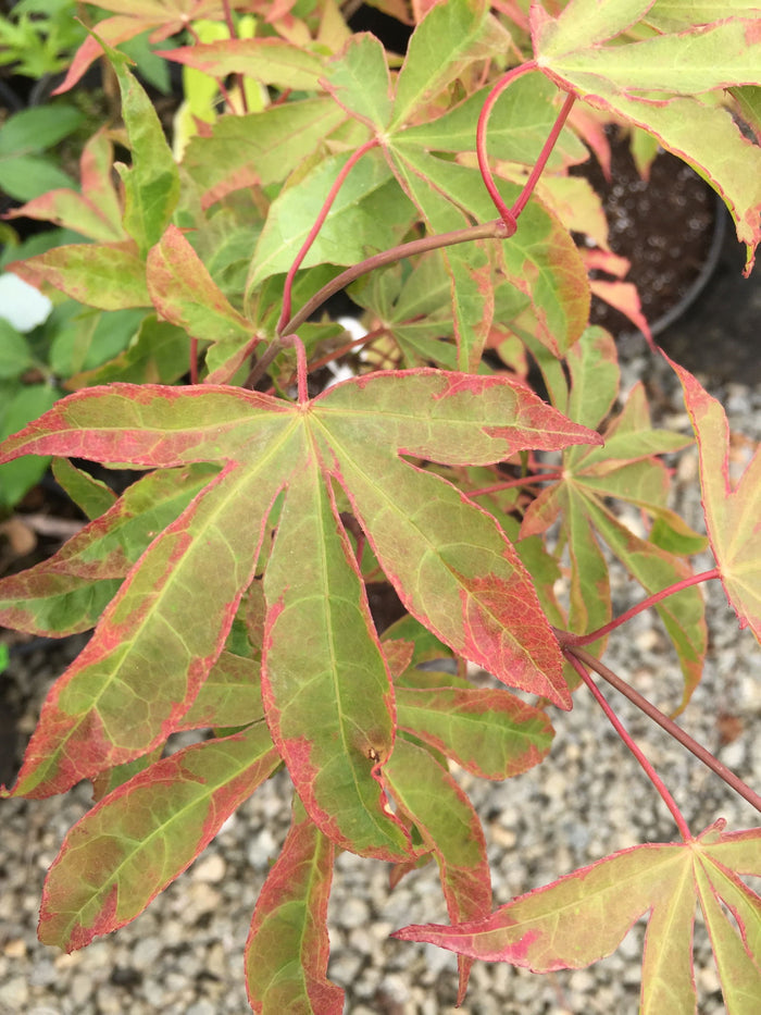 - Acer palmatum 'Kin pai' Japanese Maple - Mr Maple │ Buy Japanese Maple Trees