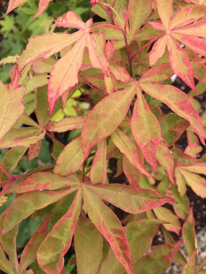 - Acer palmatum 'Kin pai' Japanese Maple - Mr Maple │ Buy Japanese Maple Trees