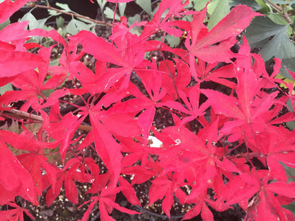 - Acer palmatum 'Kin pai' Japanese Maple - Mr Maple │ Buy Japanese Maple Trees