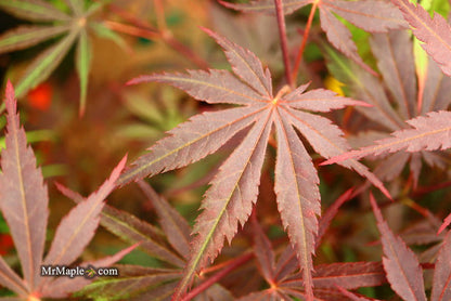 - Acer palmatum 'Rite of Spring' Japanese Maple - Mr Maple │ Buy Japanese Maple Trees