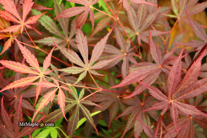 - Acer palmatum 'Rite of Spring' Japanese Maple - Mr Maple │ Buy Japanese Maple Trees