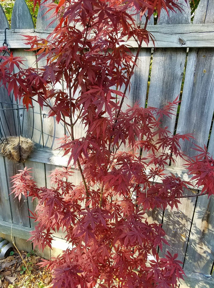 - Acer palmatum 'Rite of Spring' Japanese Maple - Mr Maple │ Buy Japanese Maple Trees