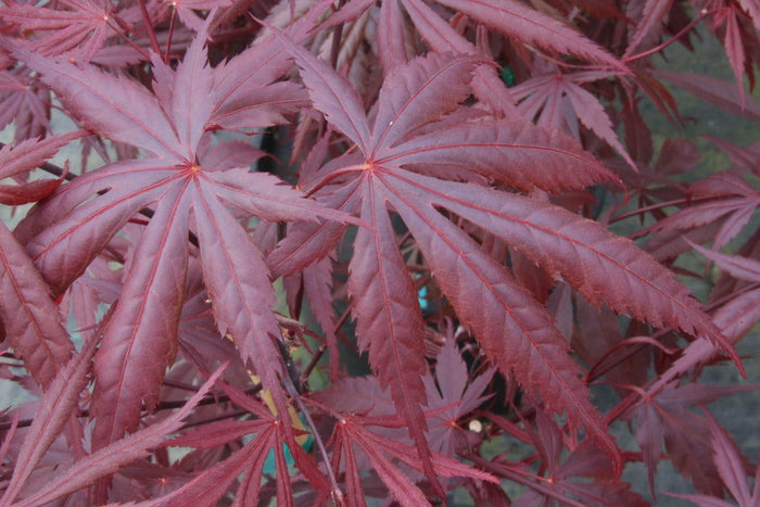 - Acer palmatum 'Rite of Spring' Japanese Maple - Mr Maple │ Buy Japanese Maple Trees