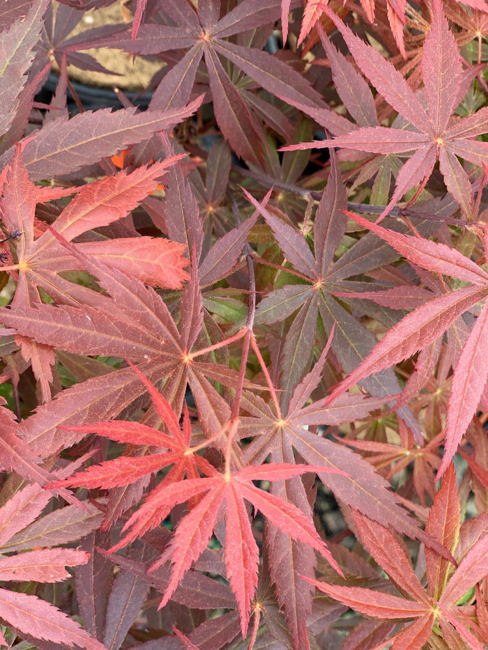 - Acer palmatum 'Rite of Spring' Japanese Maple - Mr Maple │ Buy Japanese Maple Trees