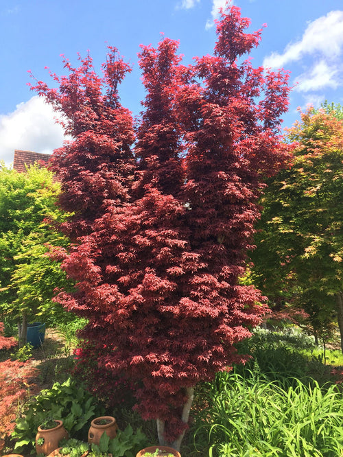- Acer palmatum 'Skeeter's Broom’ Narrow Red Japanese Maple - Mr Maple │ Buy Japanese Maple Trees