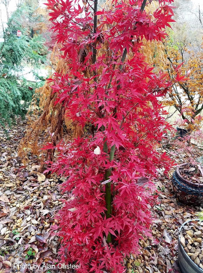 - Acer palmatum 'Skeeter's Broom’ Narrow Red Japanese Maple - Mr Maple │ Buy Japanese Maple Trees