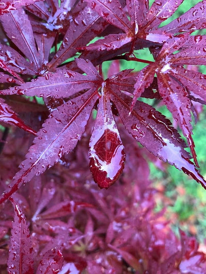 - Acer palmatum 'Skeeter's Broom’ Narrow Red Japanese Maple - Mr Maple │ Buy Japanese Maple Trees
