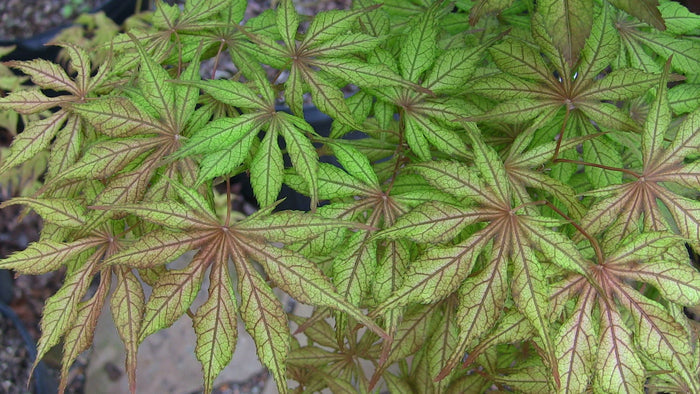 - Acer palmatum 'Will's Devine' Japanese Maple - Mr Maple │ Buy Japanese Maple Trees