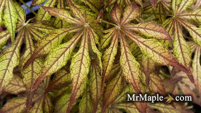 - Acer palmatum 'Will's Devine' Japanese Maple - Mr Maple │ Buy Japanese Maple Trees