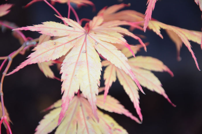- Acer palmatum 'Will's Devine' Japanese Maple - Mr Maple │ Buy Japanese Maple Trees