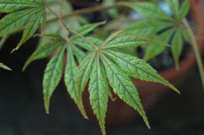 - Acer palmatum 'Will's Devine' Japanese Maple - Mr Maple │ Buy Japanese Maple Trees