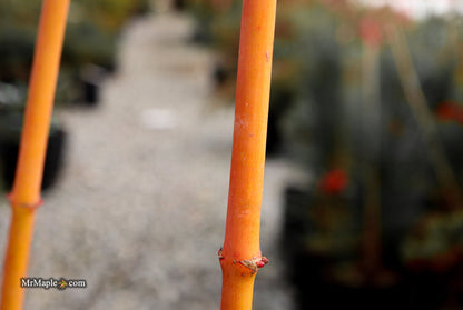 Acer palmatum 'Winter Orange' Orange Coral Bark Japanese Maple