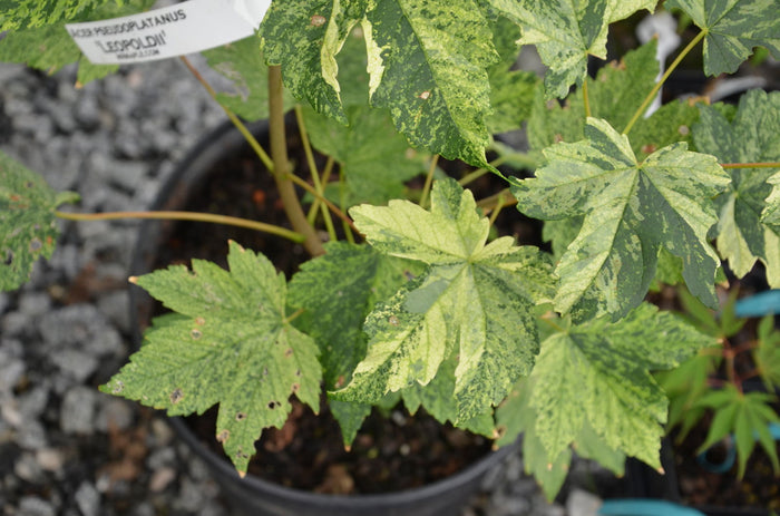 - Acer pseudoplatanus 'Leopoldii' Rare Variegated Sycamore Maple - Mr Maple │ Buy Japanese Maple Trees