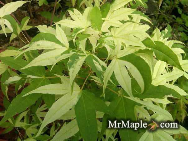 - Acer truncatum 'Akikaze nishiki' Rare Variegated Maple - Mr Maple │ Buy Japanese Maple Trees