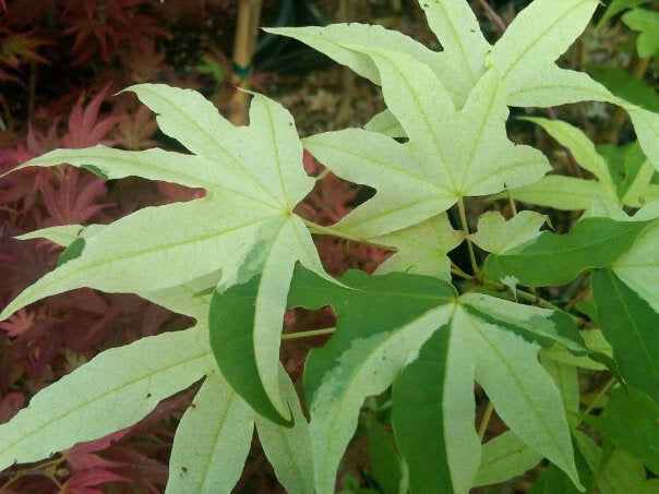 - Acer truncatum 'Akikaze nishiki' Rare Variegated Maple - Mr Maple │ Buy Japanese Maple Trees