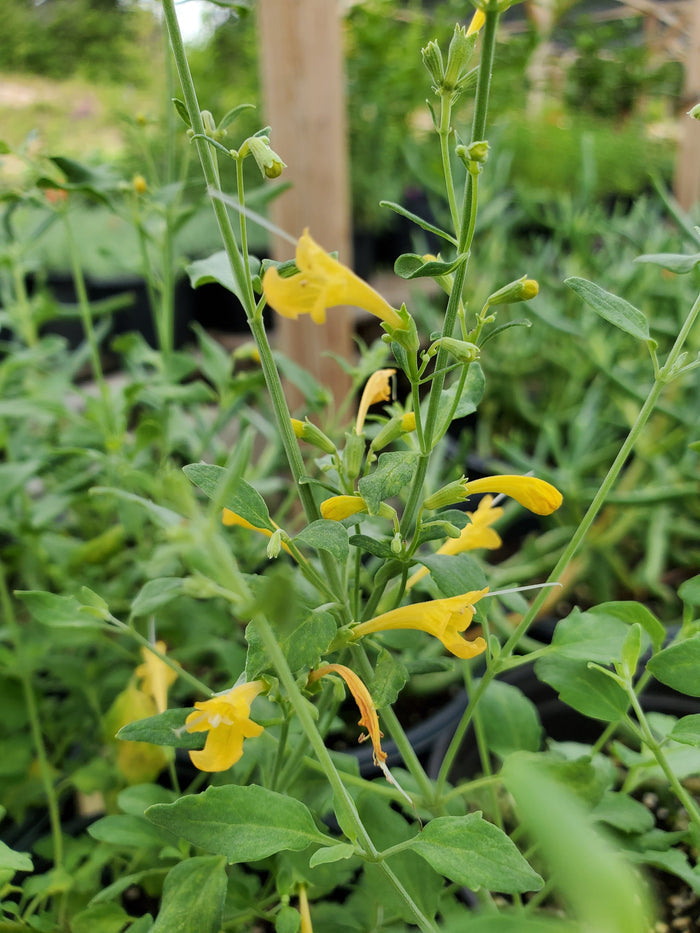 Agastache aurantiaca --Sunset Yellow Hyssop--