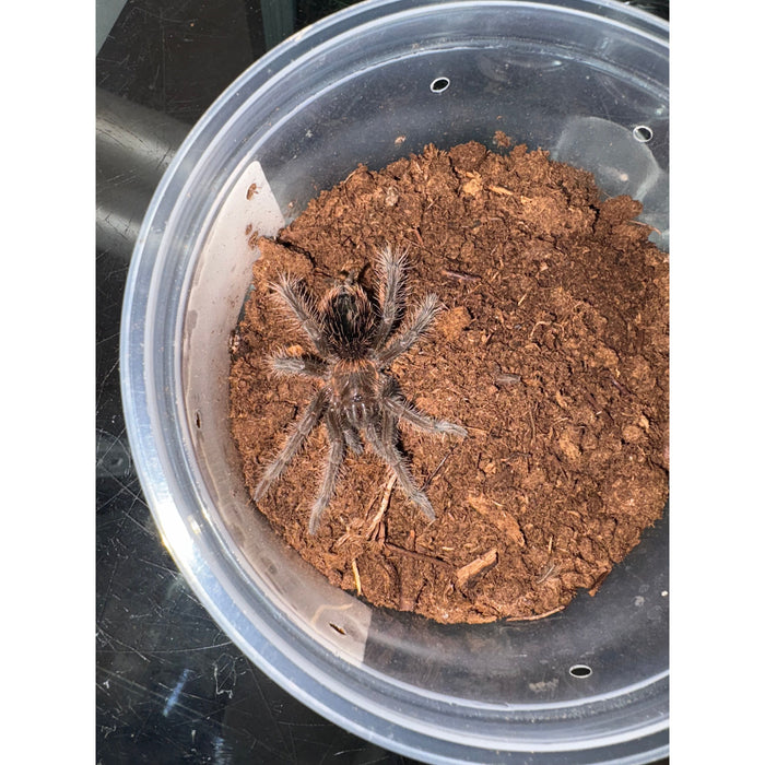 Amazon Blue Bloom SLING (Xenesthis intermedia)