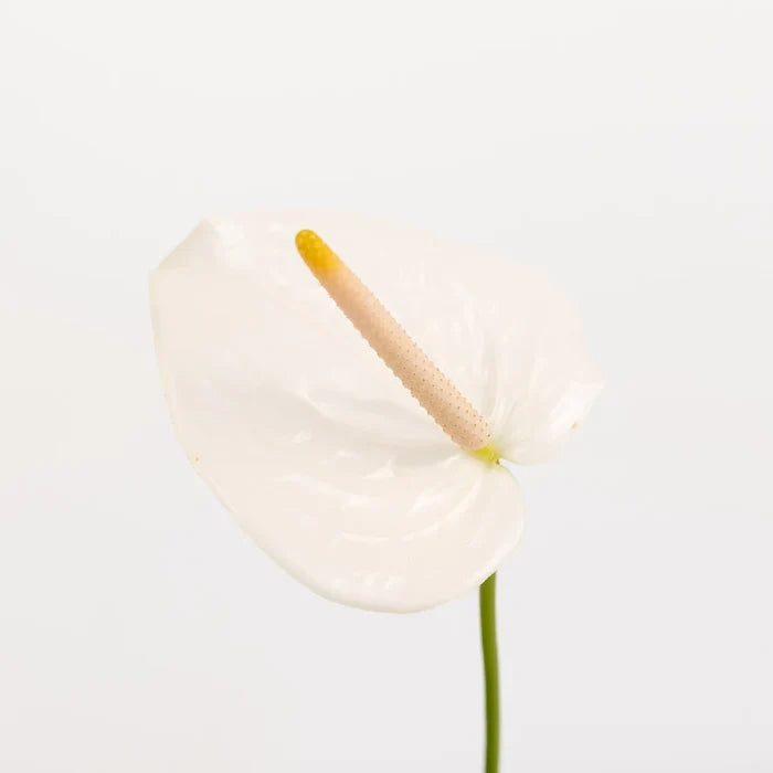 Polished Pearl Designer Anthurium Flower Stem - Image
