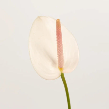 Parisian Mist Designer Anthurium Flower Stem - Image